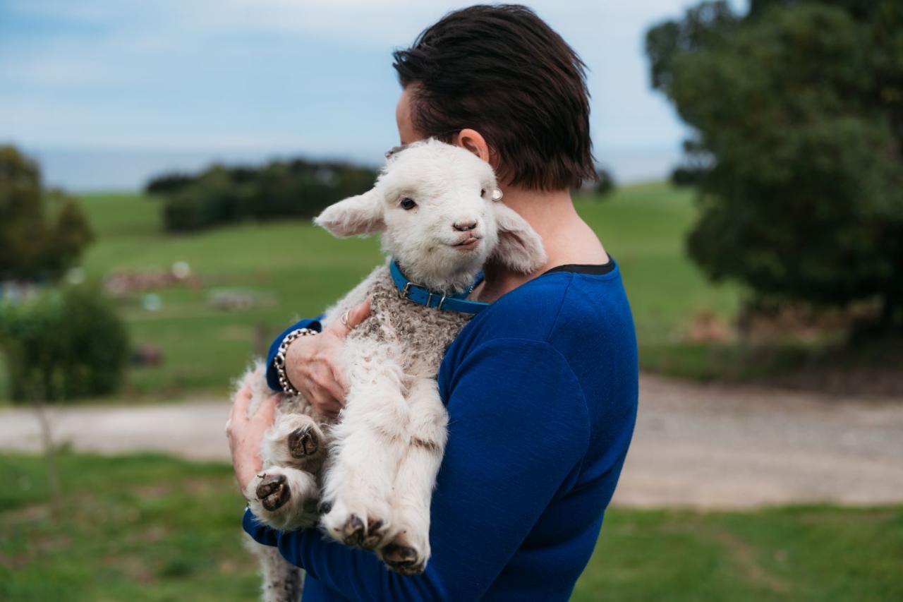 Real New Zealand Farm Tours Day Trip Christchurch Local Sheep Farm, Wine & Lunch — Waipara Valley - Photo 1