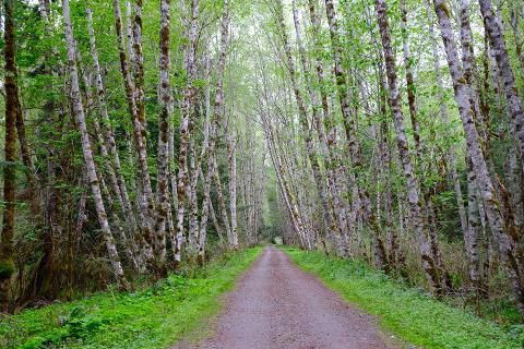 The Cowichan Wilds Trail