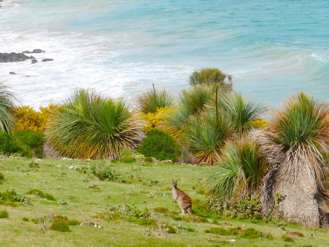 Deep Creek 4WD to Boat Harbor & Native Food Experience (4 Hours)