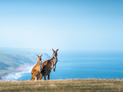 Deep Creek 4WD to Boat Harbor & Native Food Experience (Half Day - Meet at Deep Creek)