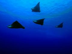 Northern Reefs Adventure: Dive with Sharks & Eagle Rays