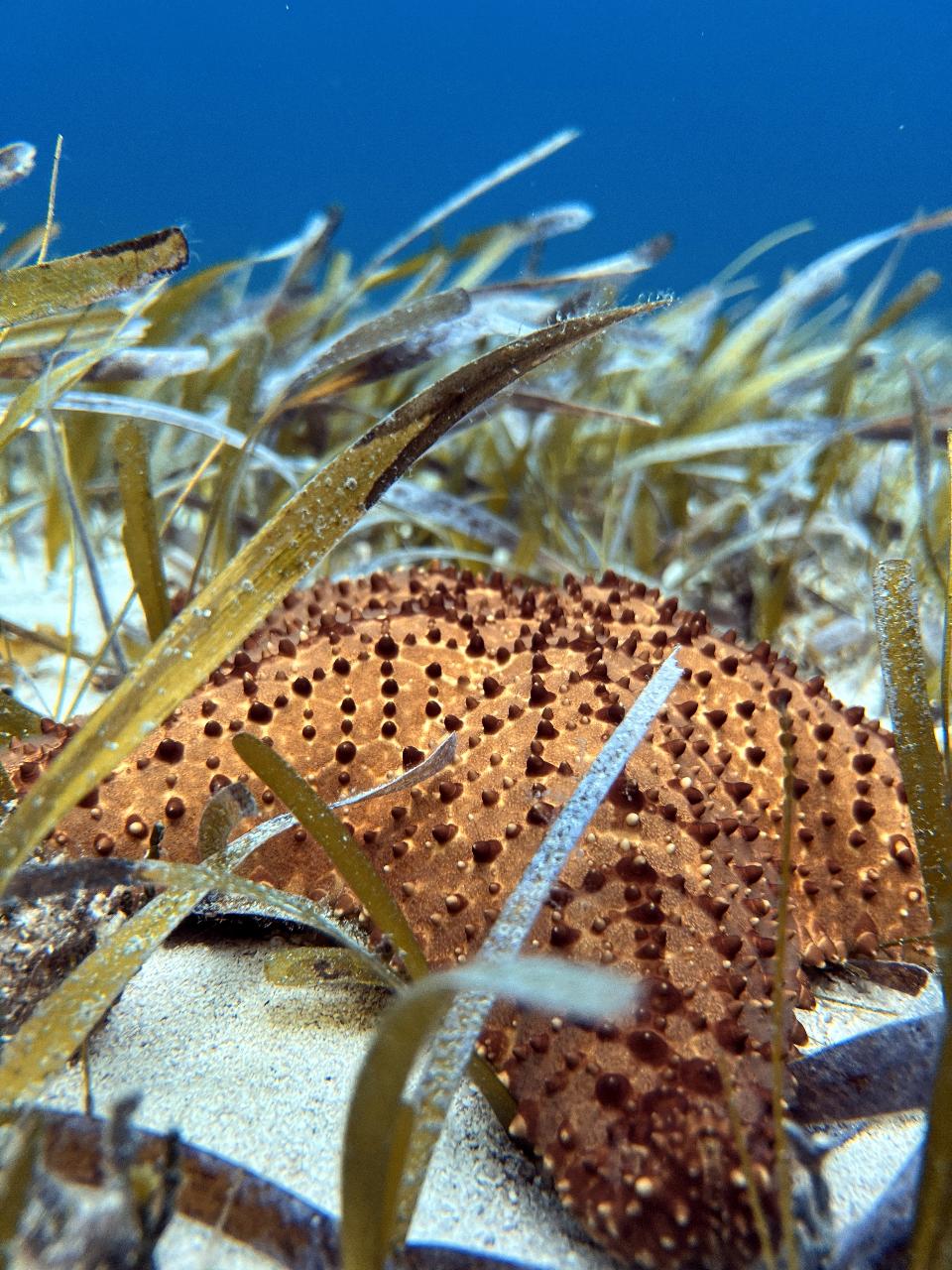 Two Days of 2-Tank Boat Diving