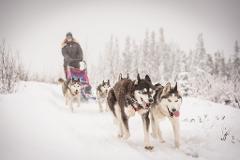 Full Day "Drive Your Own Dog Team" Dog Sledding Tour