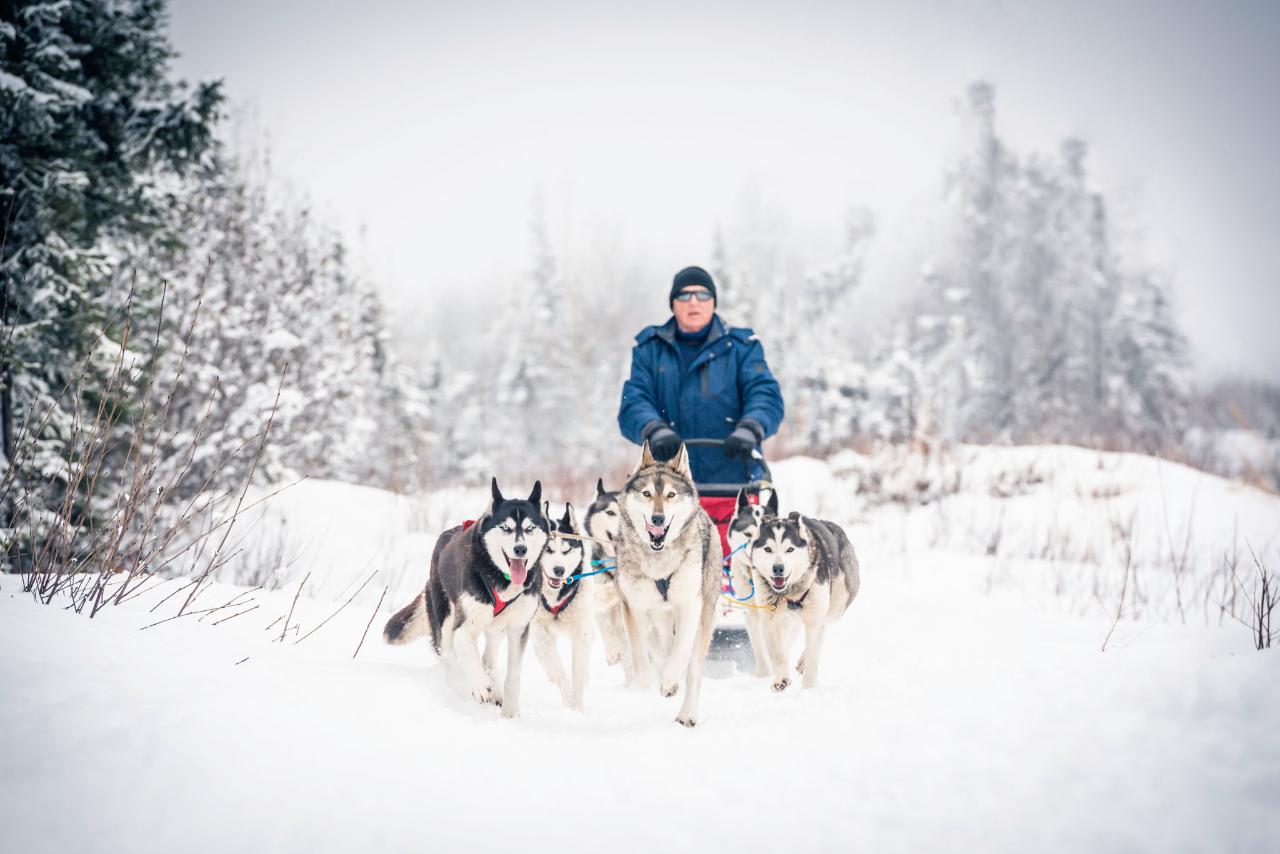 Half Day "Drive Your Own Dog Team" Dog Sledding Tour