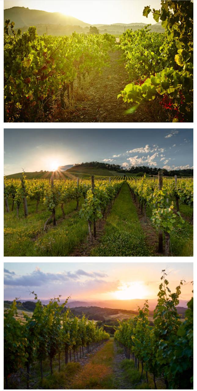 MLG WINE TOURS: Private Hunter Valley Half-Day Wine Tour - Photo 6