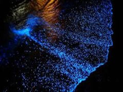 Bioluminescence Night Kayaking- in Havelock