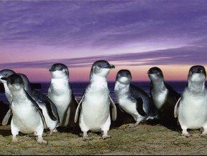 Phillip Island