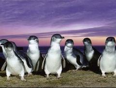 Phillip Island
