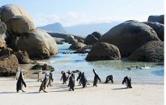 SWIMMING WITH PENGUINS AT CLOSE ENCOUNTER AND CAPE OF GOOD HOPE