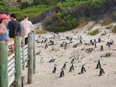 Half Day Boulders Penguins and Cape Point Private Tour