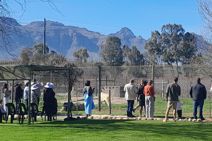 Table Mountain and Stellenbosch Big Cats Park from Cape Town 