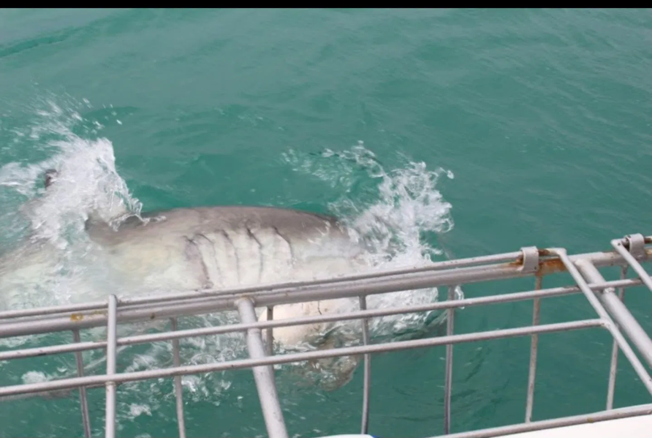 FACE THE FEAR: SHARK CAGE DIVING ADVENTURE FROM CAPE TOWN