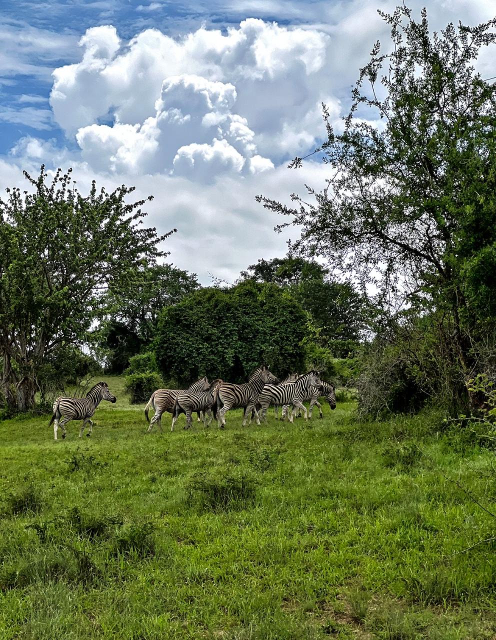 Safari at Kissama National Park