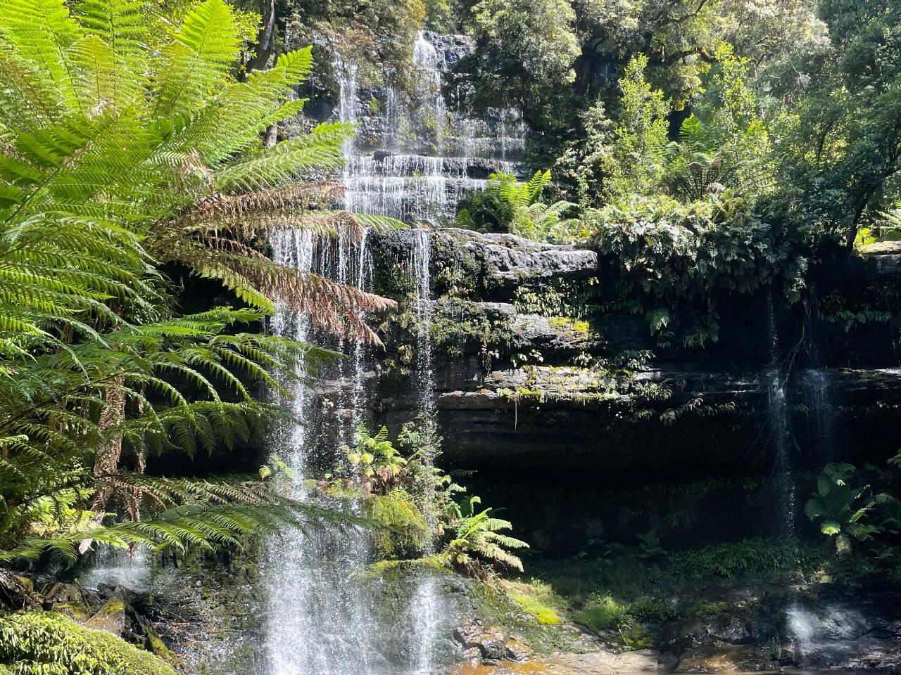 Mount Field & Russell Falls + Optional Bonorong (Tour With Driver Guide)
