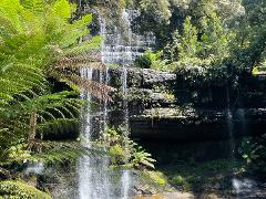 Mount Field & Russell Falls + Optional Bonorong (Tour With Driver Guide)