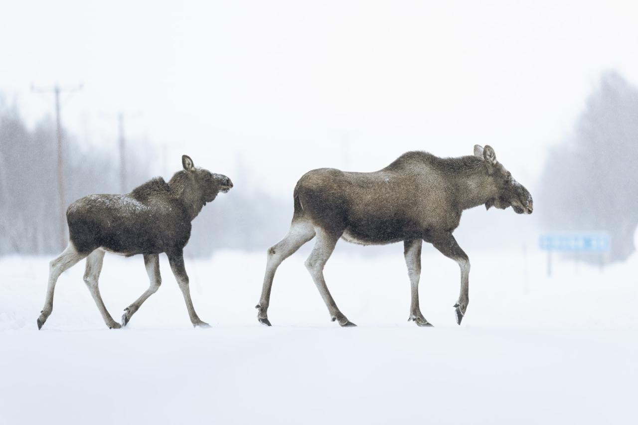 Moose Safari on horseback