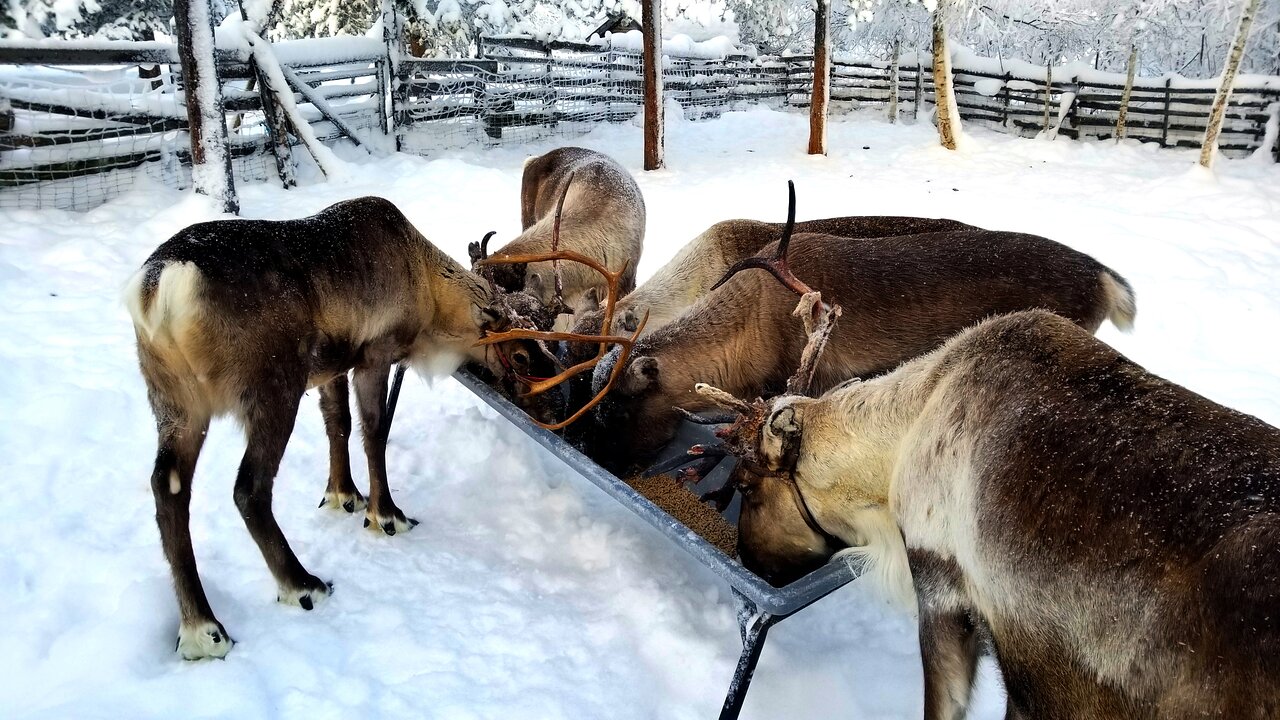 From Abisko: Icehotel Tour & Sámi Reindeer Museum 