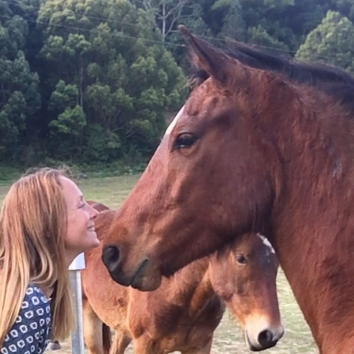 Horse Meditation