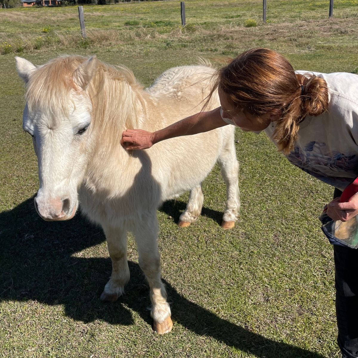 Intro. to horses - Adults