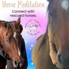 Morning Horse Meditation