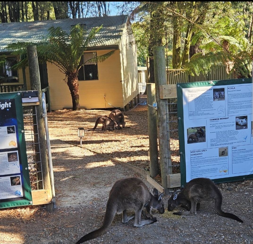 Australian Wildlife Stay (Wombat Cottage)