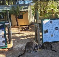Australian Wildlife Stay (Wombat Cottage)