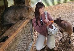 The Ultimate Australian Top 3 Wildlife Experience (koalas, kangaroos and wombats)