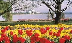 Canberra Floriade Nightfest & Tulip Top Gardens - 3rd & 4th October  2024  - 2 Days / 1 Night