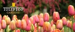 Tulip Tops and Canberra - Tuesday 15th September - Wednesday 16th September 2026
