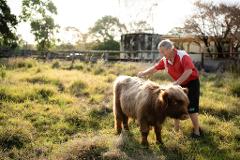 Highland Cow & Farm Animal Tour with Souvenir Plush Cow 