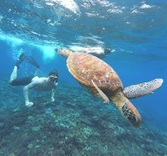 Snorkeling Day Trip to Nusa Lembongan, pick up Bali. 