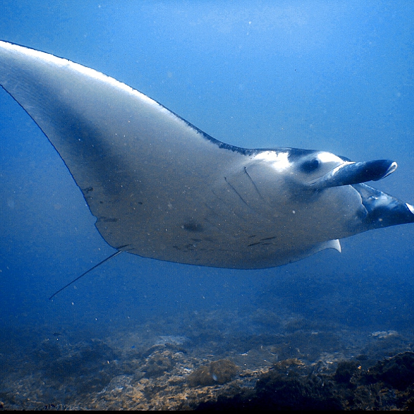 Snorkeling tour with Manta Ray, private speed boat departing Nusa Lembongan.