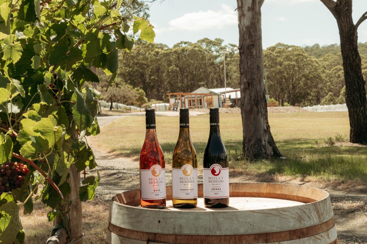 Premium Wine Tasting Experience 