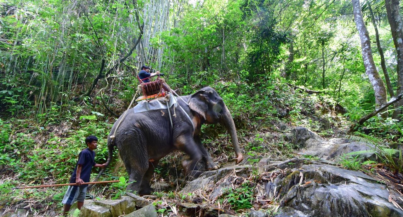 Elephant Trekking IN KHAO SOK