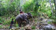 Elephant Trekking IN KHAO SOK
