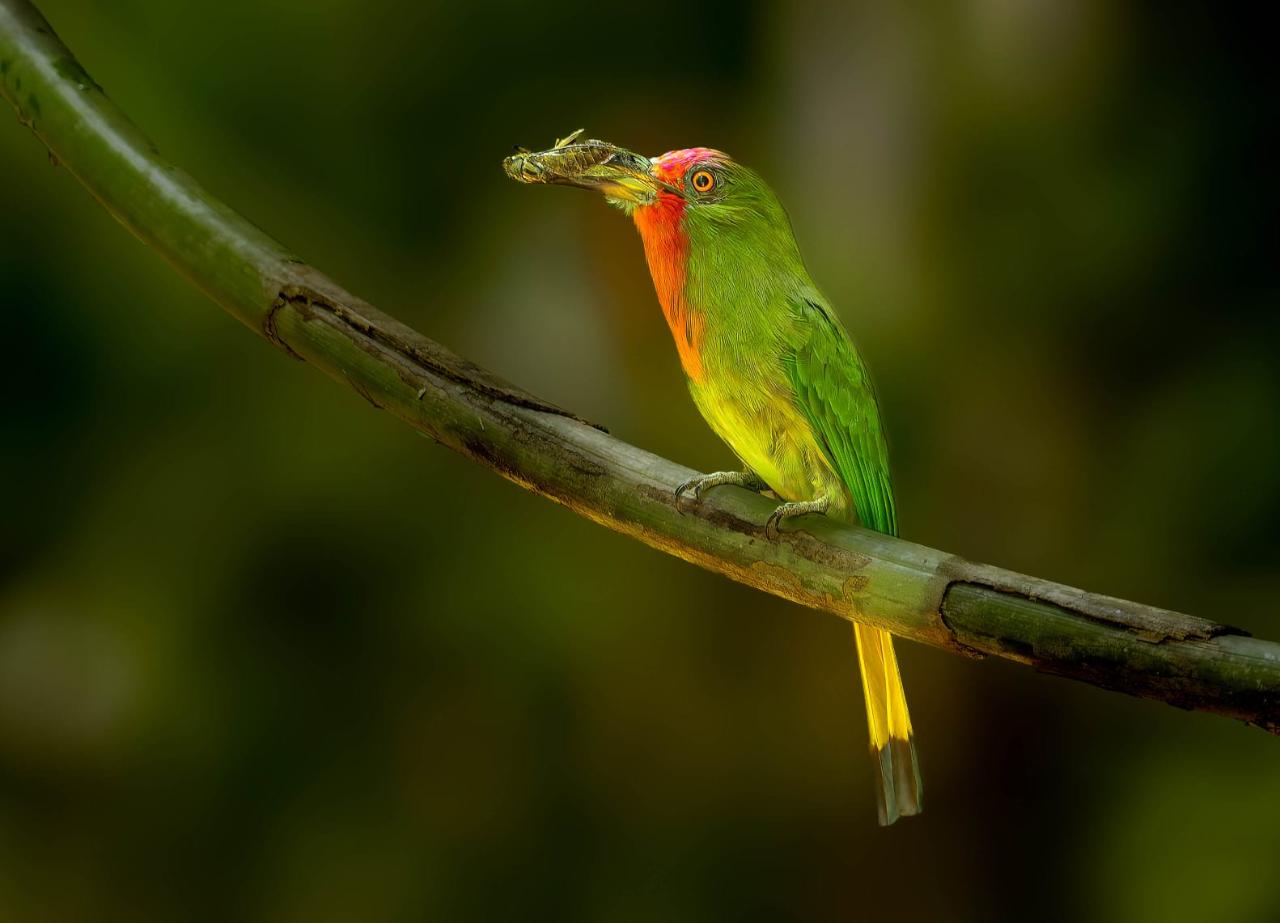 Birdwatching Khao Sok Morning & Afternoon birding