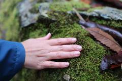 Forest Bathing- Located in the Blue Mountains National Park 45mins from Sydney 
