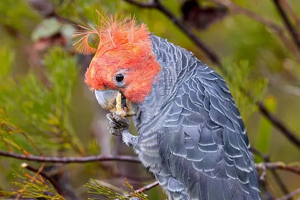 Bird Watching & Nature Immersion Micro Adventure -Located in the Blue Mountains 55mins from Sydney