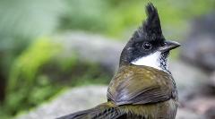 Bird Watching & Nature Immersion Micro Adventure -Blue Gum Swamp Located in the Blue Mountains 55mins from Sydney