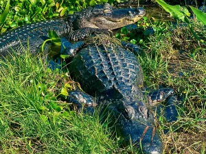Little Gator Getaway 50 minutes