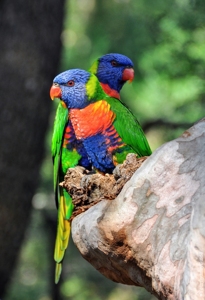 The Royal Tour - Royal National Park Private Full Day Tour