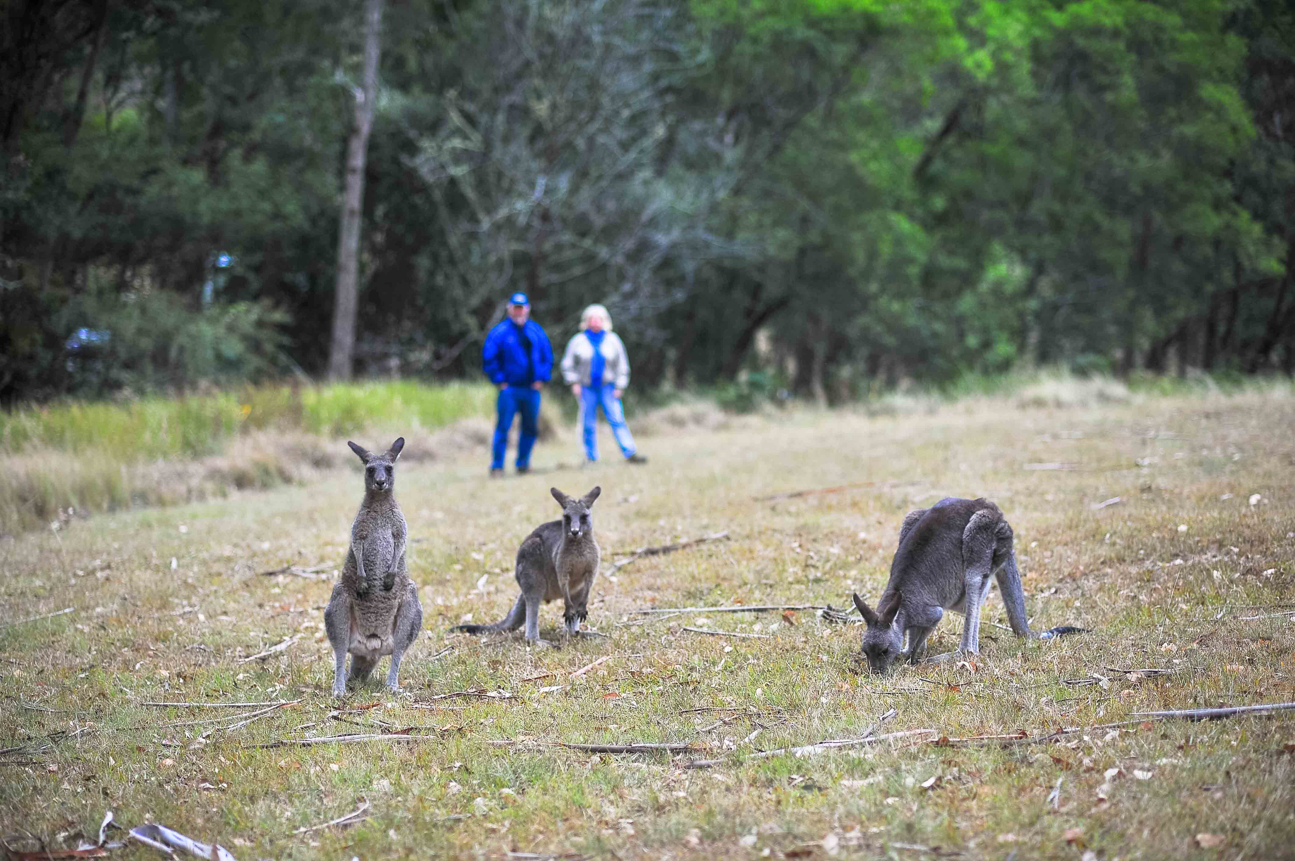 Blue Mountains Private Tour with Winery Visit and Tasting