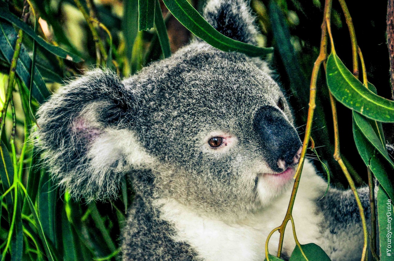 The Royal Tour - Royal National Park Private Full Day Tour