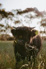 VIP Highland Cow Encounters