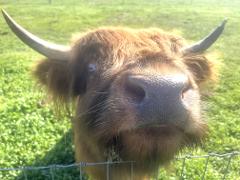 30 Minute Highland Cow Encounter
