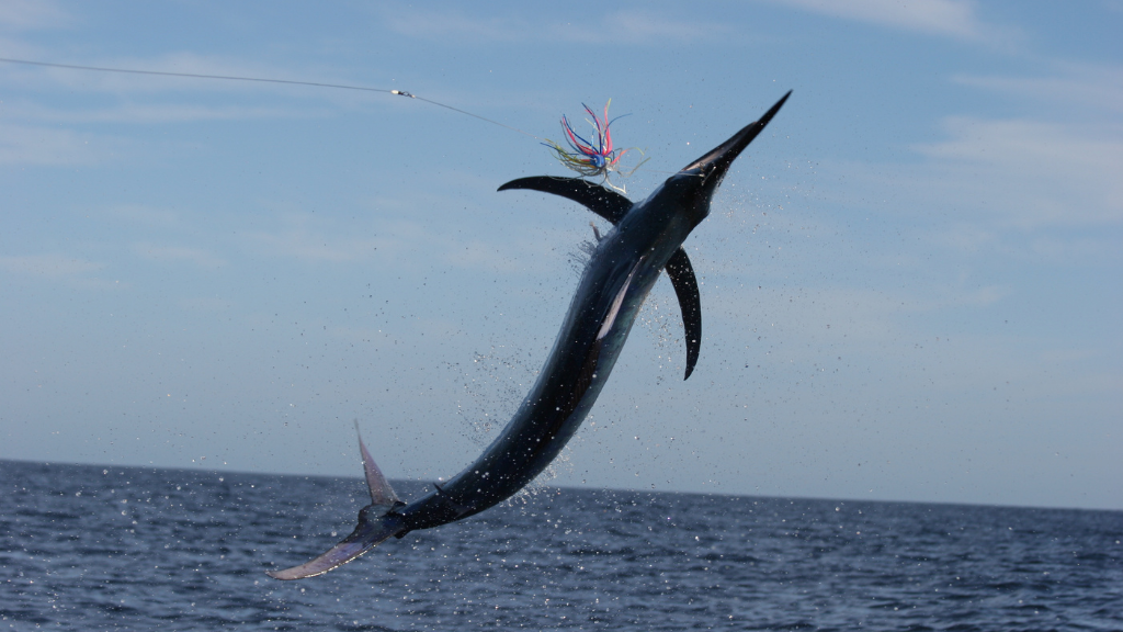 Perth Game Fishing