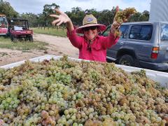 Grape to Glass Centre Wine Maker for a Day - Summer Vintage