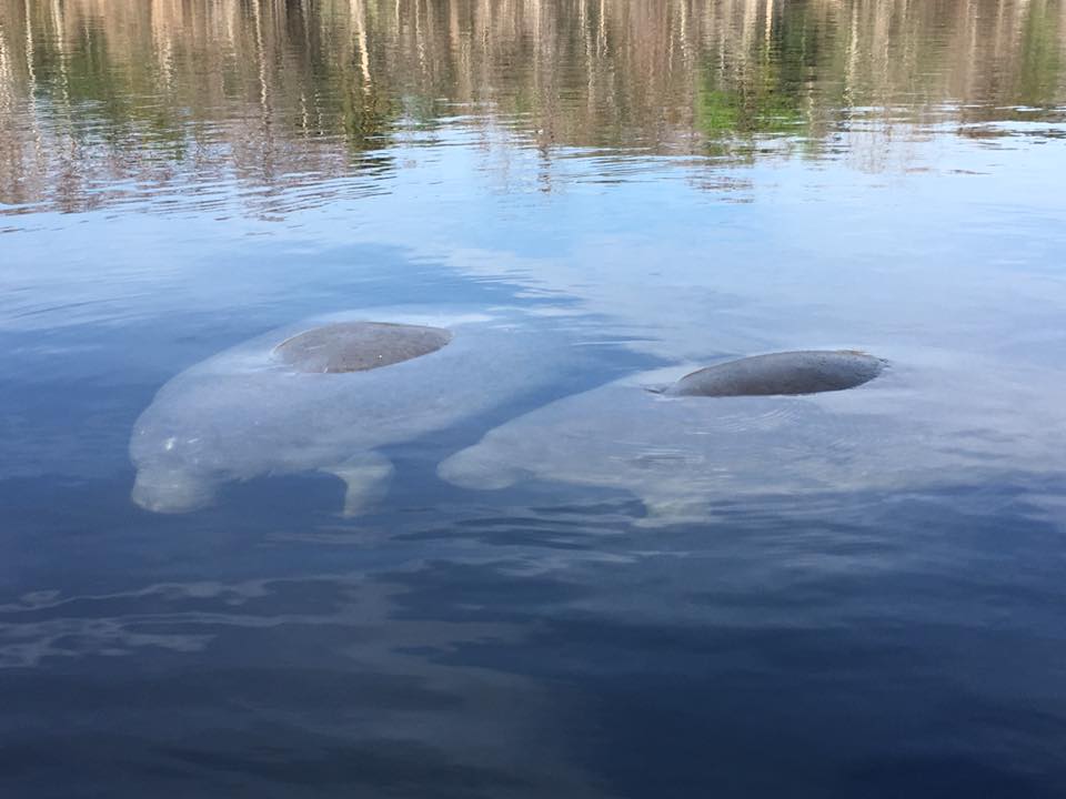 Manatee Tour