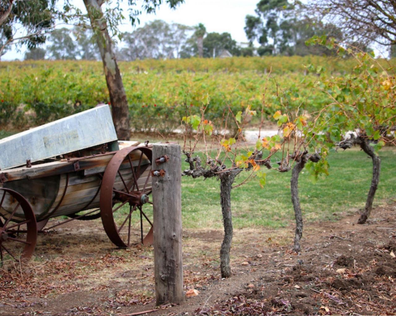 Ambler Touring: Barossa Valley / Maggie Beer Farm Food & Wine Tour - Photo 2