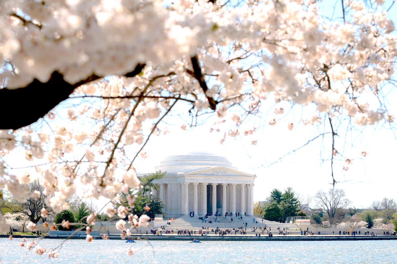 Washington DC Cherry Blossom Bus & Walking Tour